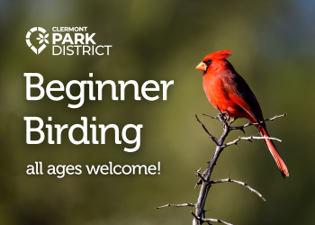 beginner birding