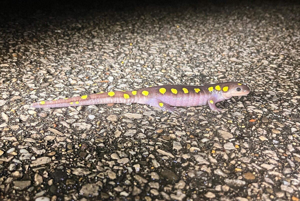 Image shows a spotted salamander on a roadway